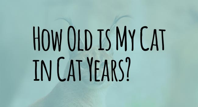 how-old-is-my-cat-in-cat-years